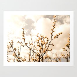 Pastel willow catkins on a spring cloudy sky Art Print