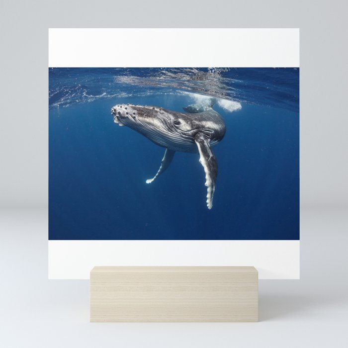 whale in the blue sea Mini Art Print