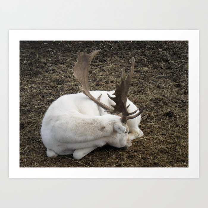 White Fallow Deer Art Print
