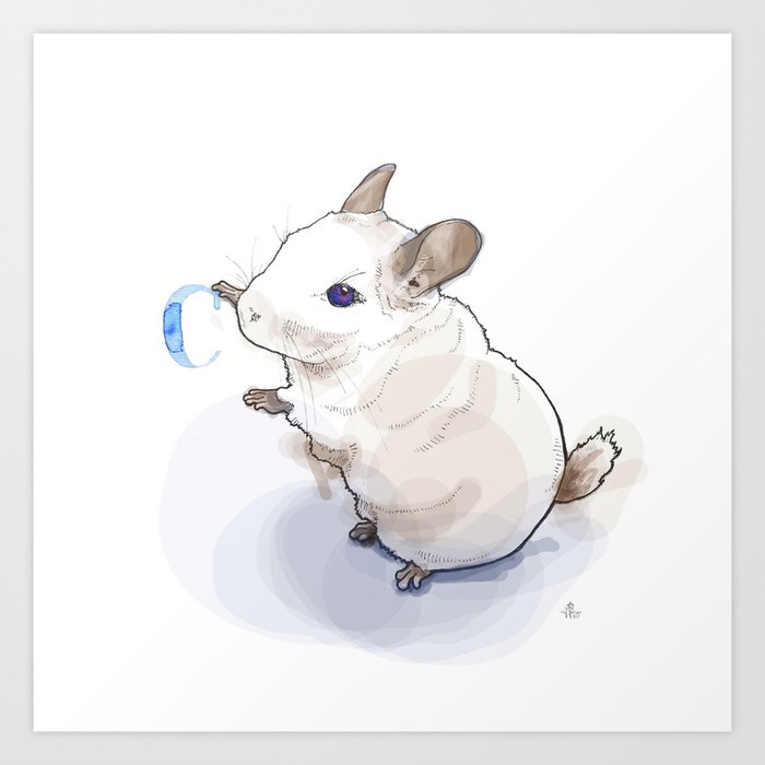 C chinchilla cheap