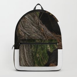 Black Bear in the Woods Backpack | Vignette, Nature, Black, Bear, Animal, Forest, Fat, Whistler, Landscape, Britishcolumbia 