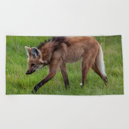 Argentina Photography - A Beautiful Maned Wolf Walking On A Field Of Grass Beach Towel