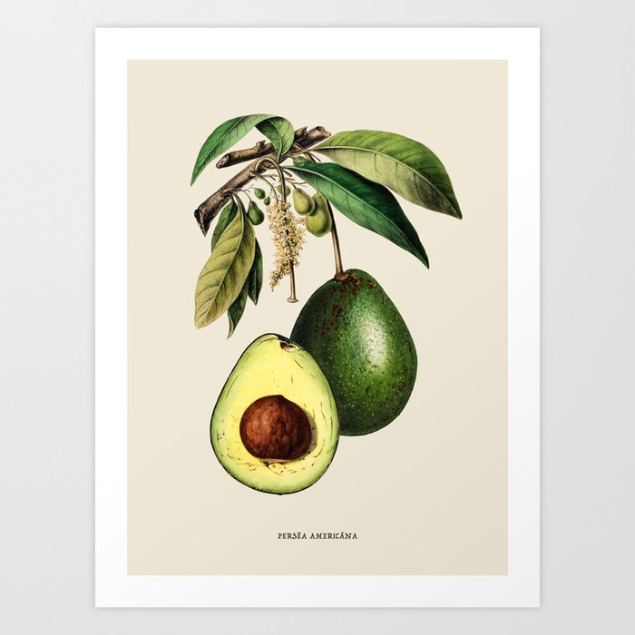 Avocado Antique Botanical Illustration Art Print