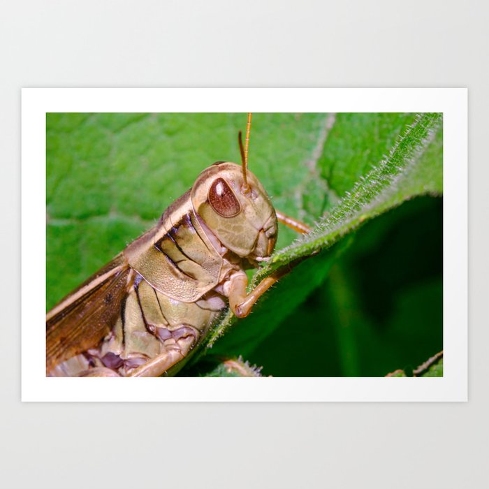 Hungry Grasshopper, Eating Leaf Nature Photography Art Print