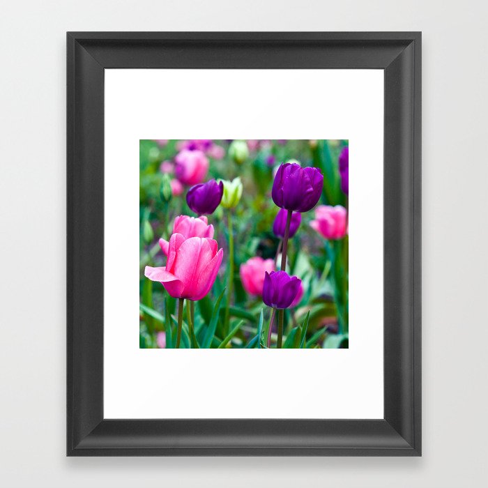 Colorful Tulips Framed Art Print