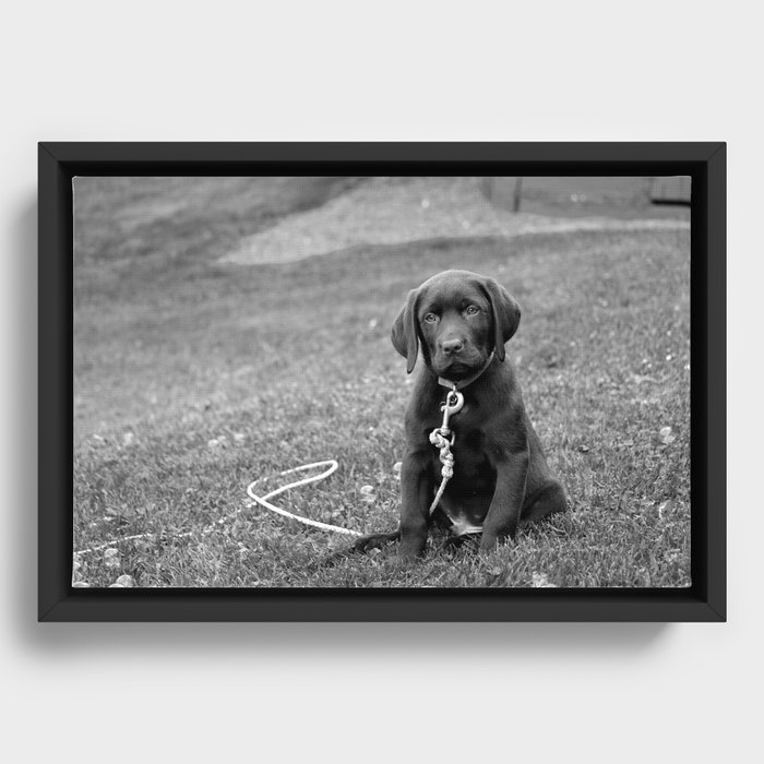B&W Puppy Framed Canvas