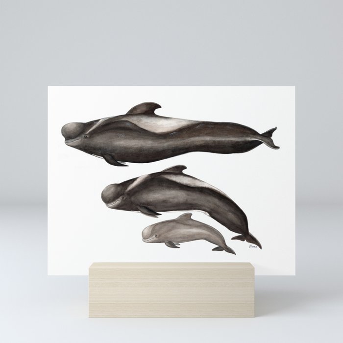 Short-finned pilot whale (Globicephala macrorhynchus) Mini Art Print