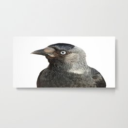 Jackdaw (Corvus monedula) Bird Portrait Vector Metal Print | Nature, Animal, Vector 