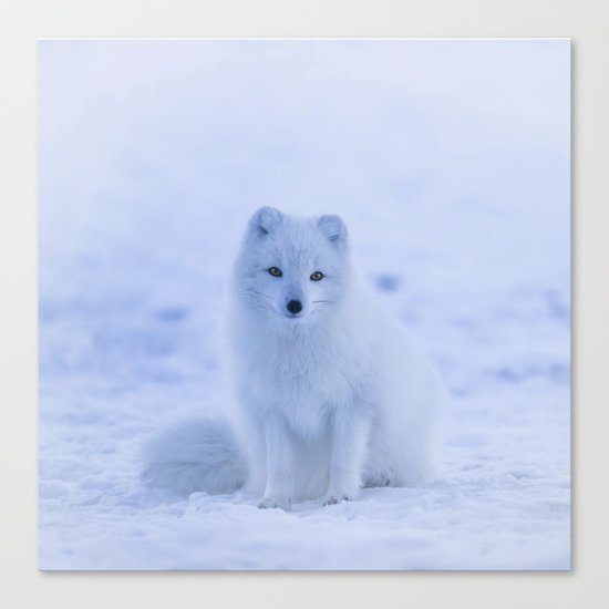 White Snow Fox Softness Canvas Print
