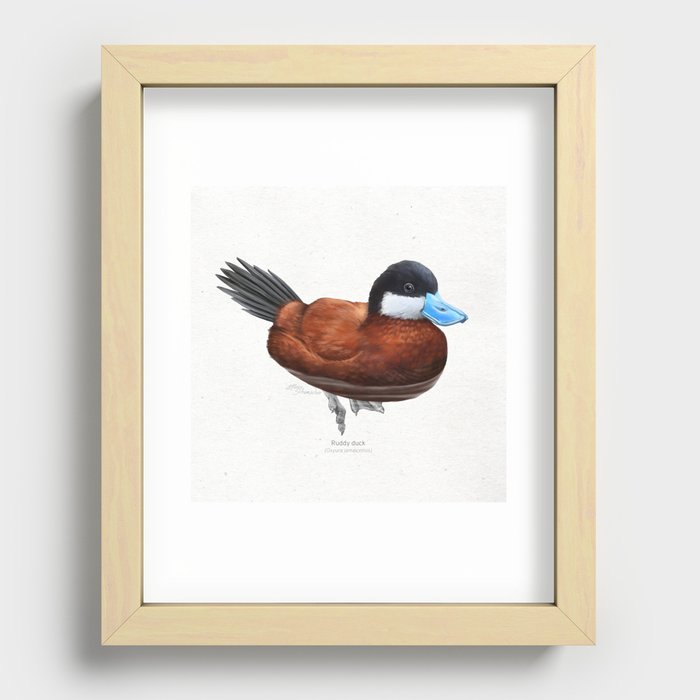 Ruddy duck scientific illustration art print Recessed Framed Print