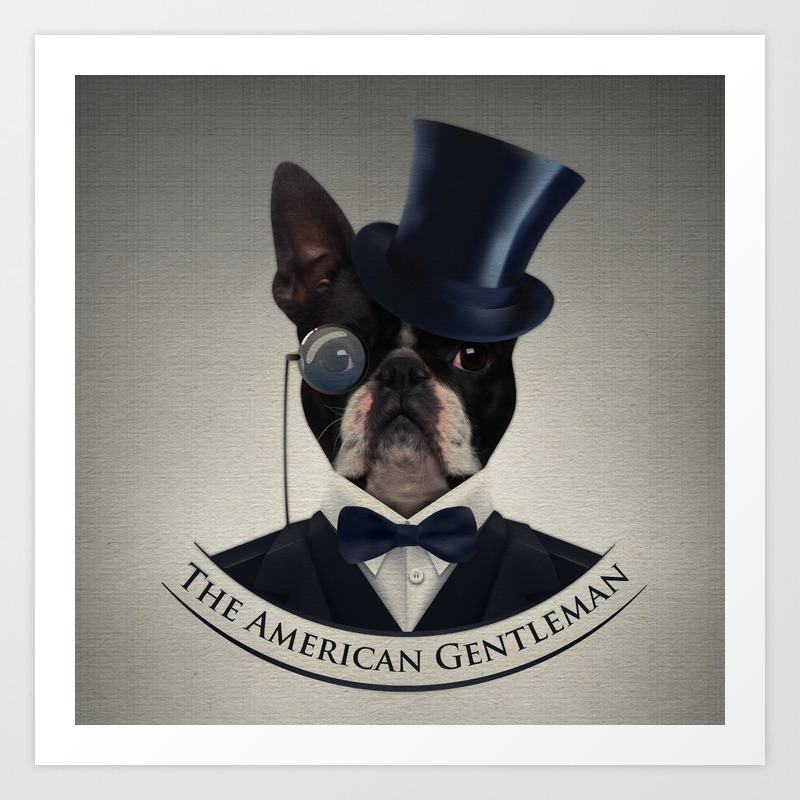boston terrier american gentleman