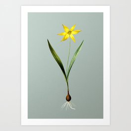 Vintage Tulipa Celsiana Botanical Illustration on Mint Green Art Print