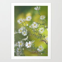White and Green Floral Photo | European Michaelmas Daisies Art Print