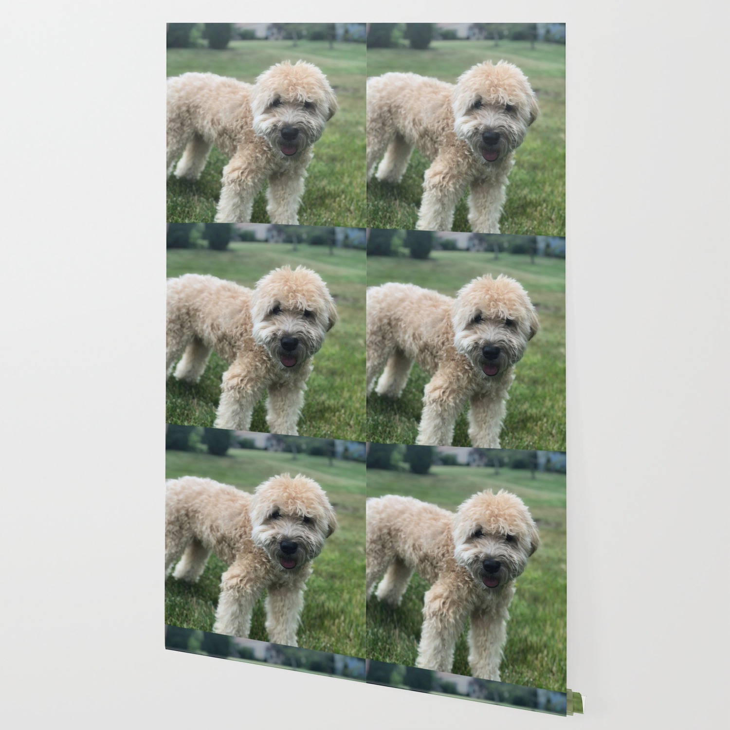 Smiling Soft Coated Wheaten Terrier Wallpaper By Soarindesigns