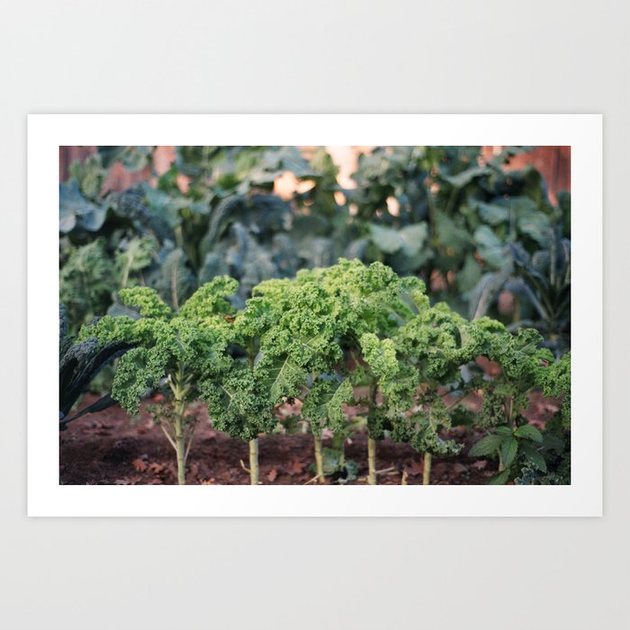 Organic, California Grown Kale Art Print