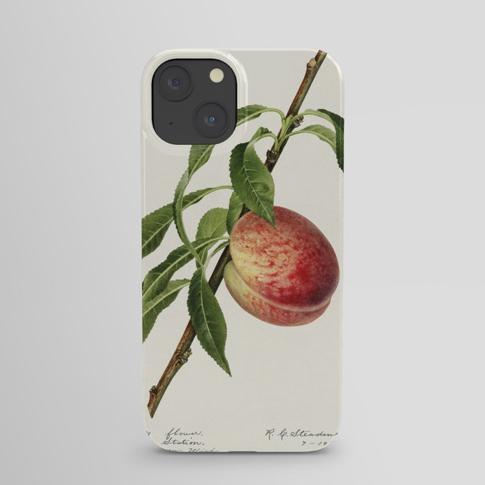 Peach (Prunus Persica) (1918) by Royal Charles Steadman. iPhone Case