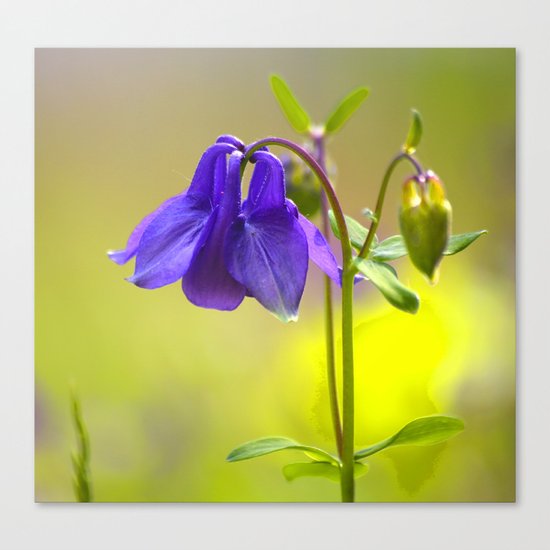 Purple Columbine In Spring Mood Canvas Print