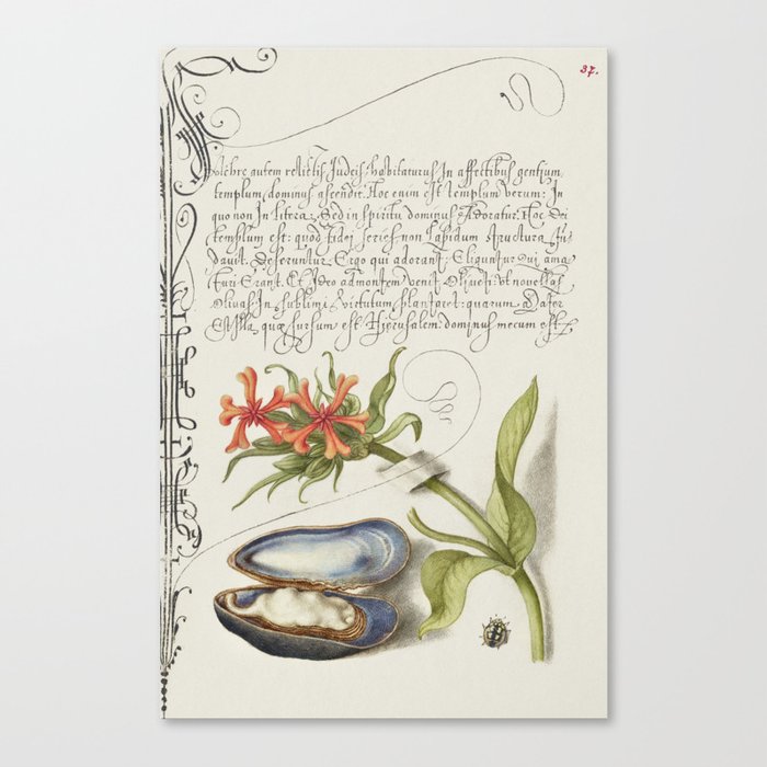 Oyster and flowers vintage calligraphic art Canvas Print