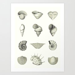 Ancient Shells Art Print