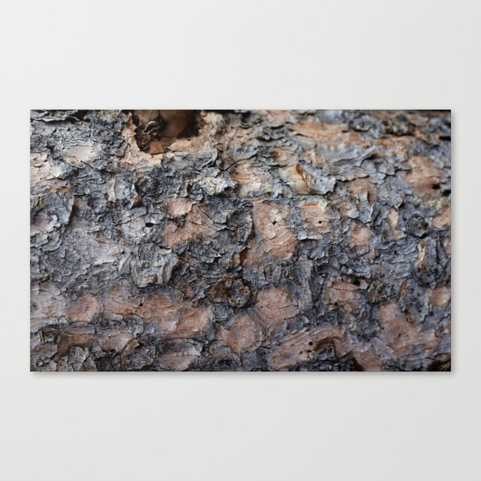 Wood Log Bark Texture from Wyoming Canvas Print