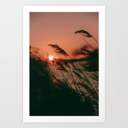 Sunset reeds Art Print
