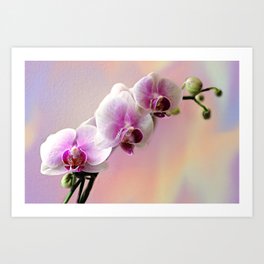 Pastel Rainbow Orchid Art Print