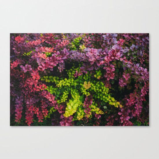 Colors of fall Canvas Print