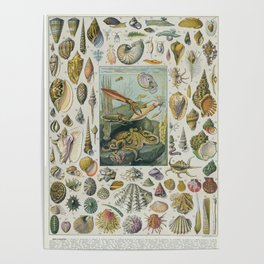 vintage seashell illustration Poster