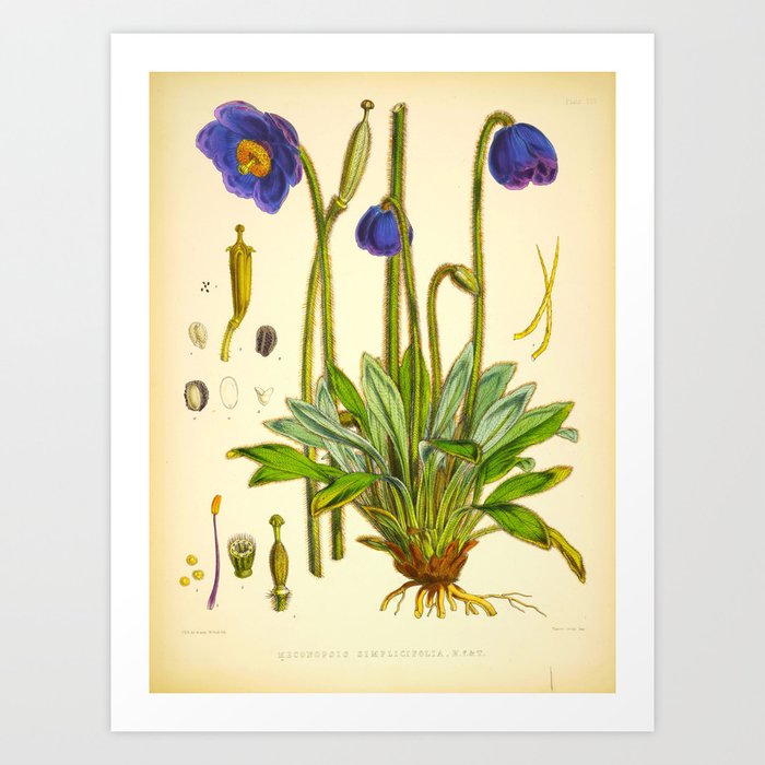 Purple Flowers Vintage Botanical Illustration Scientific Species Drawing Art Print By Enshape Society6