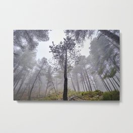Tall Laricio pine forest. Into the foggy woods. Metal Print | Forest, Deep, Adventure, Tall, Mountain, Woods, Pines, Foggy, Color, Natural 