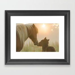 Two icelandic horses, mare and foal, connecting on a foggy morning during sunrise Framed Art Print