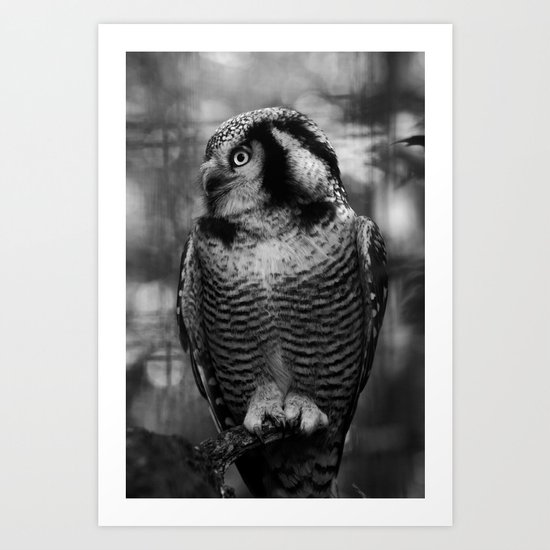 Owl series no.1 Art Print