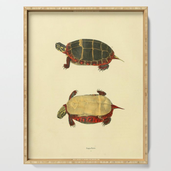 Naturalist Turtle Serving Tray