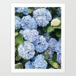 New England Summer Purple Hydrangeas Art Print