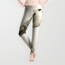Peregrine Falcon (Falco peregrinus) illustrated by the von Wright brothers Leggings