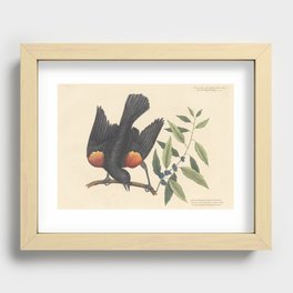 The Red-Winged Starling Vintage Bird Print by Mark Catesby, 18th Century Recessed Framed Print