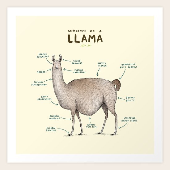 Anatomy of a Llama Art Print by Sophie Corrigan | Society6