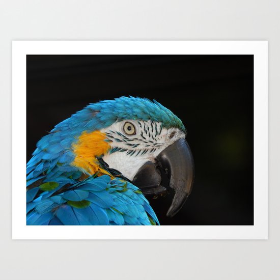 Macaw Art Print