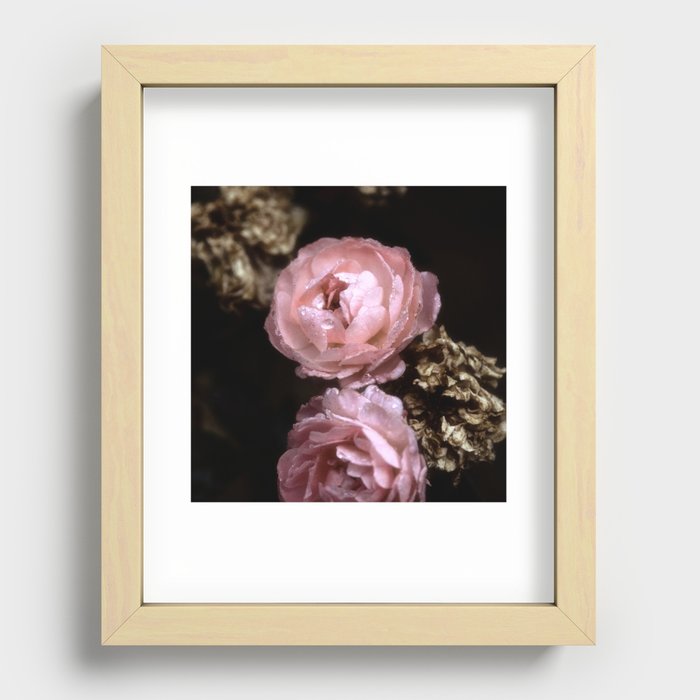 Rose Garden XX Recessed Framed Print