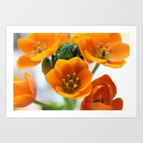 Ornithogalum, the flower of hope Art Print