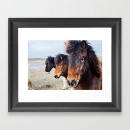 ICELANDIC HORSE Framed Art Print