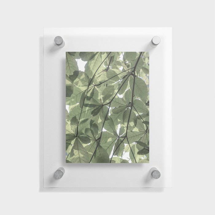 Sage green botanical art print - soft green leaves - nature and travel photography Floating Acrylic Print