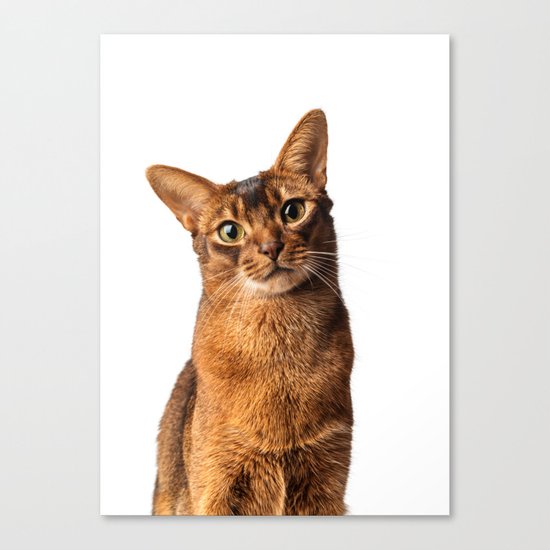 Abyssinian Eyes Canvas Print