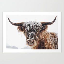 Snow Covered Highland Cow Art Print