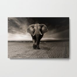African Elephant Photographic Print Metal Print | Beauty, Elephant, Nature, Photo, Black And White, Photograph, Africa, Africanelephant 