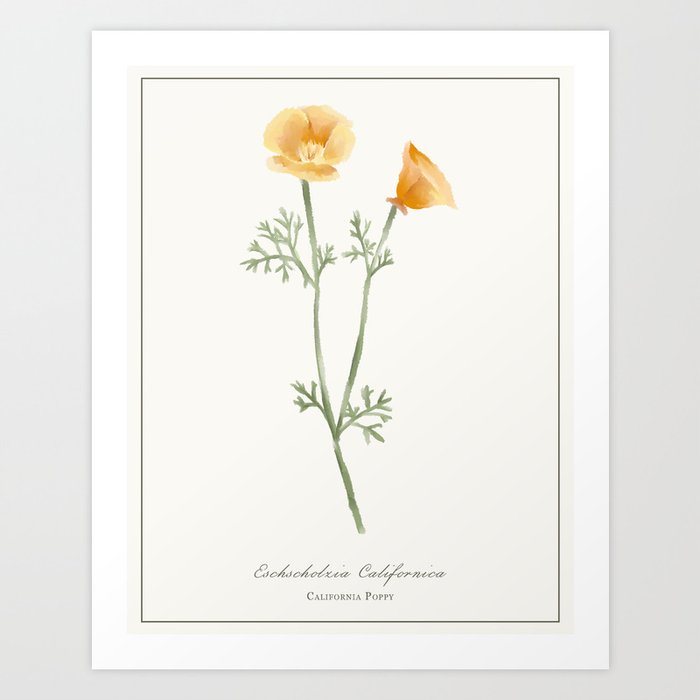California Poppy Watercolour Botanical Art Print By Gatestucker