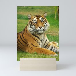 Portrait of a tiger in the nature Mini Art Print