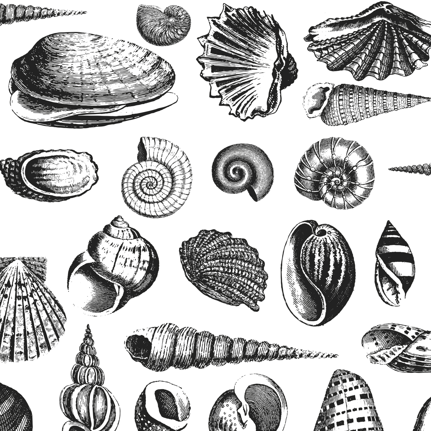 Vintage Sea Shell Drawing Black And White Leggings By Lebensartdesign Society6 Download 57 sea shell cliparts for free. vintage sea shell drawing black and white leggings by lebensartdesign