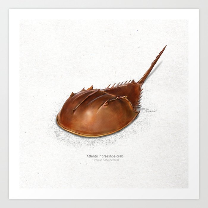 Atlantic horseshoe crab art print Art Print by Mesa Studios