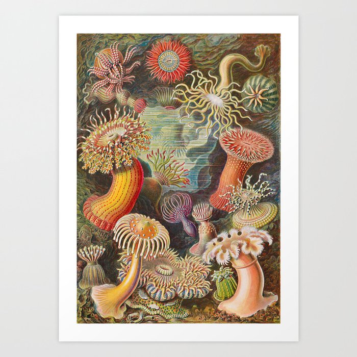 Ernst Haeckel Sea Anemones Vintage Illustration Art Print